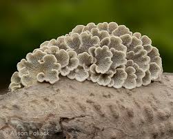 Attēlu rezultāti vaicājumam “Plicaturopsis crispa”