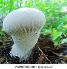 Attēlu rezultāti vaicājumam “Calvatia excipuliformis”