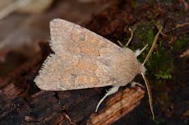 Attēlu rezultāti vaicājumam “Orthosia miniosa imago”