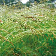 Attēlu rezultāti vaicājumam “Festuca arenaria”