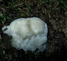 Attēlu rezultāti vaicājumam “Sarcoporia polyspora”