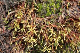 Attēlu rezultāti vaicājumam “Pohlia elongata”