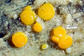 Attēlu rezultāti vaicājumam “Miladina lecithina”