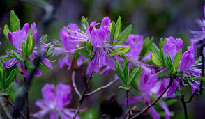 Attēlu rezultāti vaicājumam “Rhododendron canadense flower”