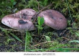 Attēlu rezultāti vaicājumam “Russula vesca”