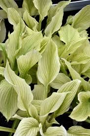 Image result for Hosta White Feather