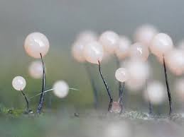 Attēlu rezultāti vaicājumam “Comatricha sp.”