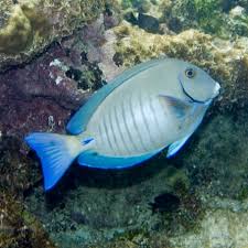 Image result for Acanthurus chirurgus