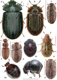 Attēlu rezultāti vaicājumam “Peltis grossa”