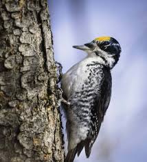 Attēlu rezultāti vaicājumam “Picoides tridactylus”