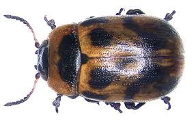 Attēlu rezultāti vaicājumam “Gonioctena viminalis”