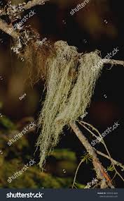 Attēlu rezultāti vaicājumam “Bryoria capillaris”