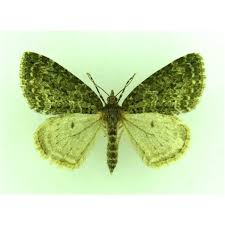 Attēlu rezultāti vaicājumam “Aethalura punctulata”