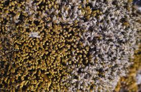 Attēlu rezultāti vaicājumam “Racomitrium canescens”