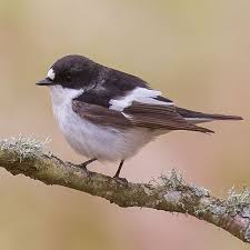 Attēlu rezultāti vaicājumam “Ficedula hypoleuca juvenile”
