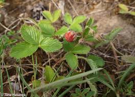 Attēlu rezultāti vaicājumam “Fragaria viridis fruit”