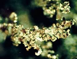 Attēlu rezultāti vaicājumam “Cladonia parasitica”