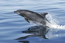 Image result for Tursiops truncatus