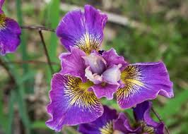 Attēlu rezultāti vaicājumam “Iris sibirica flower”