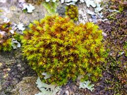Attēlu rezultāti vaicājumam “Orthotrichum speciosum”