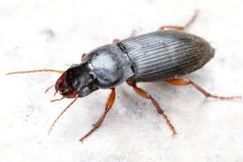 Attēlu rezultāti vaicājumam “Pseudoophonus rufipes”