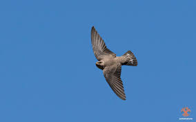 Image result for Ptyonoprogne rupestris