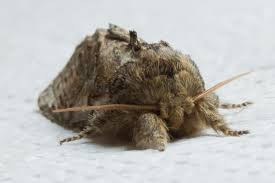 Attēlu rezultāti vaicājumam “Peridea anceps”