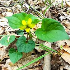 Attēlu rezultāti vaicājumam “Viola collina leaf”