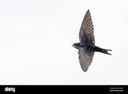 Attēlu rezultāti vaicājumam “Hirundo rustica juvenile”