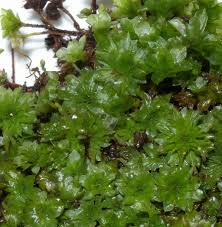 Attēlu rezultāti vaicājumam “Rhodobryum roseum”