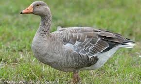 Attēlu rezultāti vaicājumam “Anser anser”