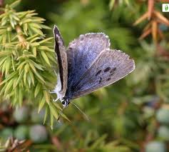 Attēlu rezultāti vaicājumam “Phengaris arion upperside”