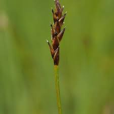 Attēlu rezultāti vaicājumam “Carex dioica male flower”