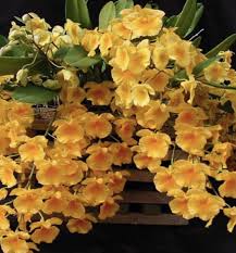 Attēlu rezultāti vaicājumam “Didymium aggregatum”