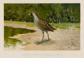 Image result for Porzana carolina