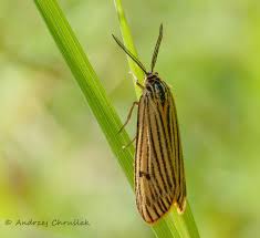 Attēlu rezultāti vaicājumam “Spiris striata”