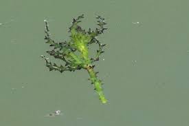 Attēlu rezultāti vaicājumam “Najas tenuissima leaf”