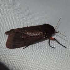 Attēlu rezultāti vaicājumam “Phragmatobia fuliginosa imago”