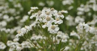 Attēlu rezultāti vaicājumam “Achillea ptarmica leaf”