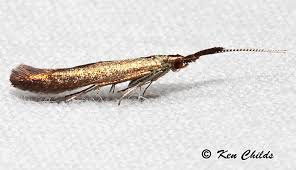 Attēlu rezultāti vaicājumam “Coleophoridae”