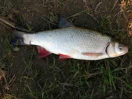 Image result for Leuciscus idus