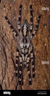 Attēlu rezultāti vaicājumam “Pyralis regalis”