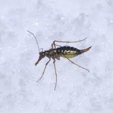 Attēlu rezultāti vaicājumam “Boreus”