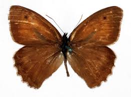 Attēlu rezultāti vaicājumam “Hyponephele lycaon male”