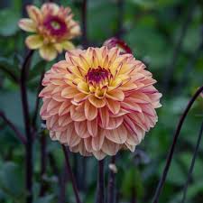 Image result for Dahlia x pinnata `Decorative Giants`