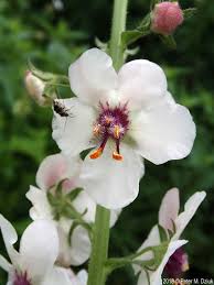 Attēlu rezultāti vaicājumam “Verbascum blattaria flower”