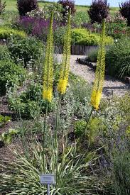 Image result for Steppenkerze