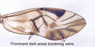 Attēlu rezultāti vaicājumam “Metylophorus nebulosus”
