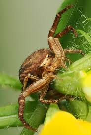 Attēlu rezultāti vaicājumam “Xysticus bifasciatus”
