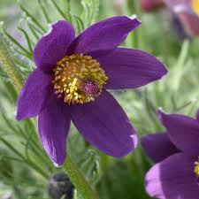 Attēlu rezultāti vaicājumam “Pulsatilla vulgaris flower”